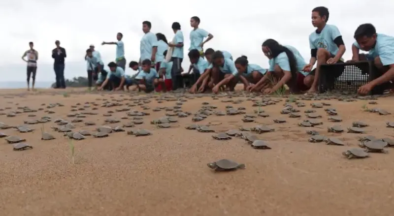 notícia: Programa de Conservação promove a soltura de 6,5 milhões de quelônios no Rio Xingu
