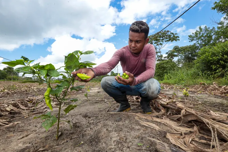 notícia: Garantia de comida saudável à mesa, Selo Emater Pará será lançado amanhã na COP 30