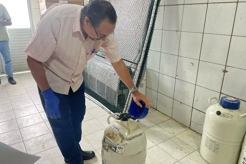 notícia: Sedap repassa material de melhoramento genético bovino para municípios do Pará