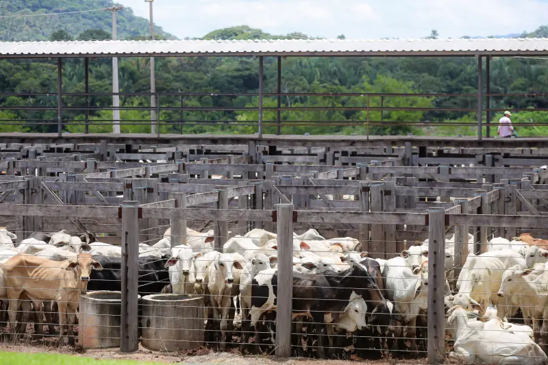 galeria: Agenda vice-Governadora Posse sindicato rural Xinguara APOIO - Bruno Cruz Ag Pará