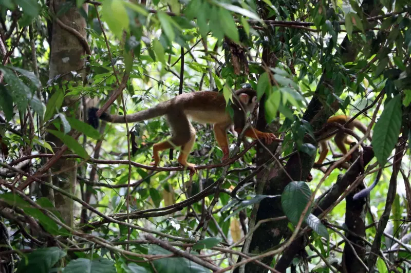 notícia: Refúgio de Vida Silvestre Metrópole da Amazônia completa 15 anos reforça proteção ambiental na Grande Belém