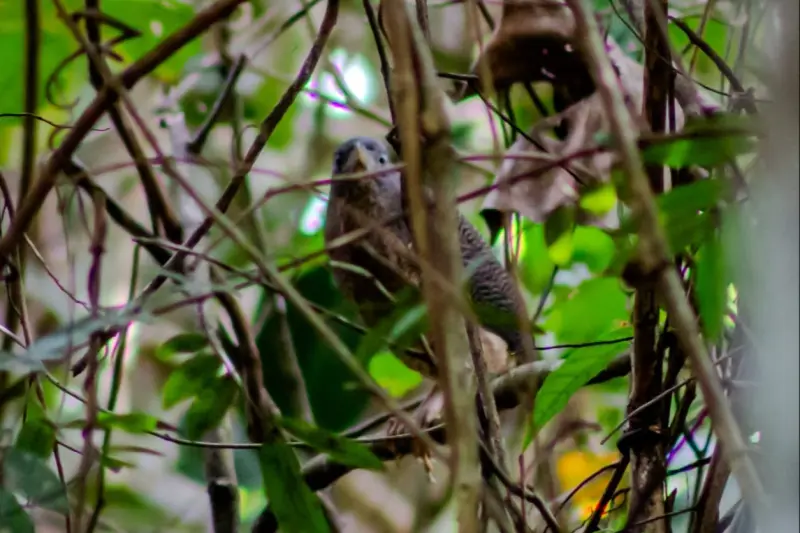 notícia: Ave rara é encontrada no Refúgio de Vida Silvestre Metrópole da Amazônia