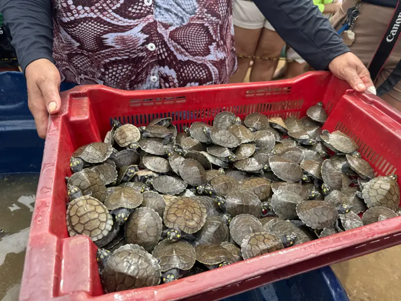 notícia: Ideflor-Bio participa da soltura de 10 mil quelônios em Afuá e reforça compromisso com a preservação ambiental