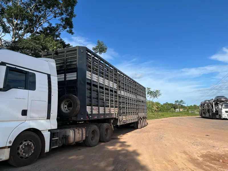 notícia: Secretaria da Fazenda (Sefa) apreende 90 cabeças de gado bovino na Transamazônica