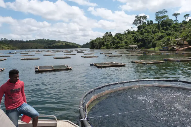 notícia: Mosaico de UCs do Lago de Tucuruí celebra 23 anos com avanços de ações sustentáveis