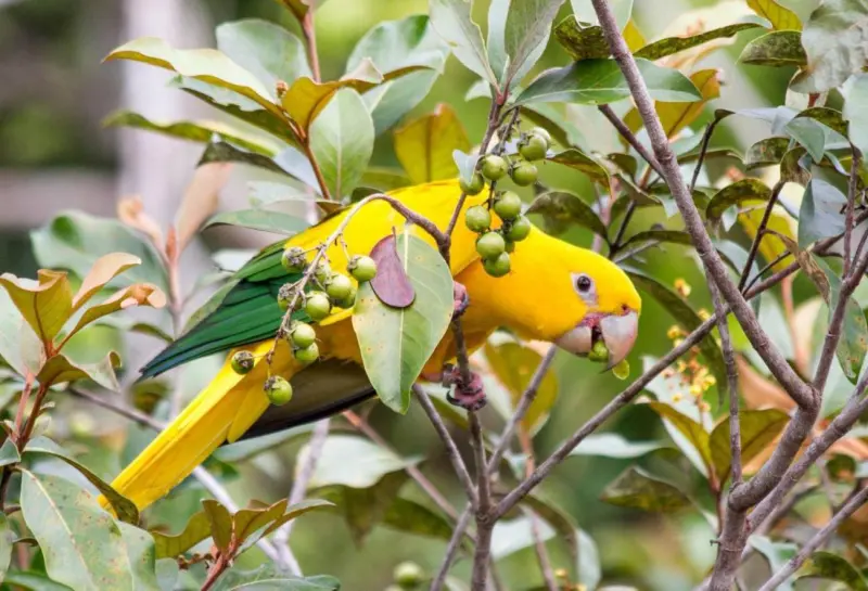 notícia: Ideflor-Bio completa 18 anos com protagonismo na conservação da Amazônia