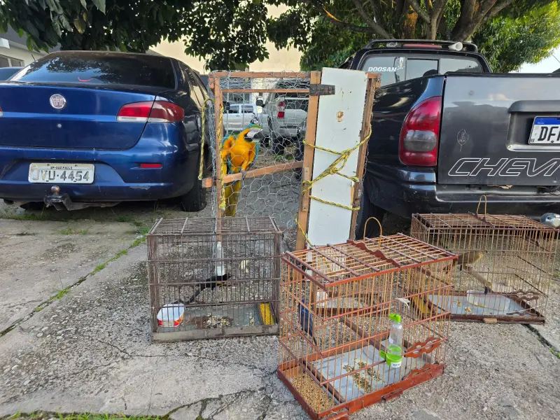 notícia: Operação da Polícia Civil combate crimes praticados contra animais em Castanhal