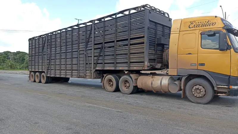 notícia: Sefa apreende 79 cabeças de gado com documentação irregular em Cachoeira do Piriá