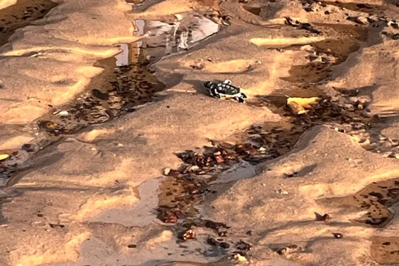 notícia: Soltura de 115 filhotes de tartaruga-marinha mobiliza Estado e população em Salvaterra