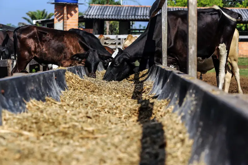 notícia: Pecuária familiar sustentável ganha força no Pará com apoio do governo estadual