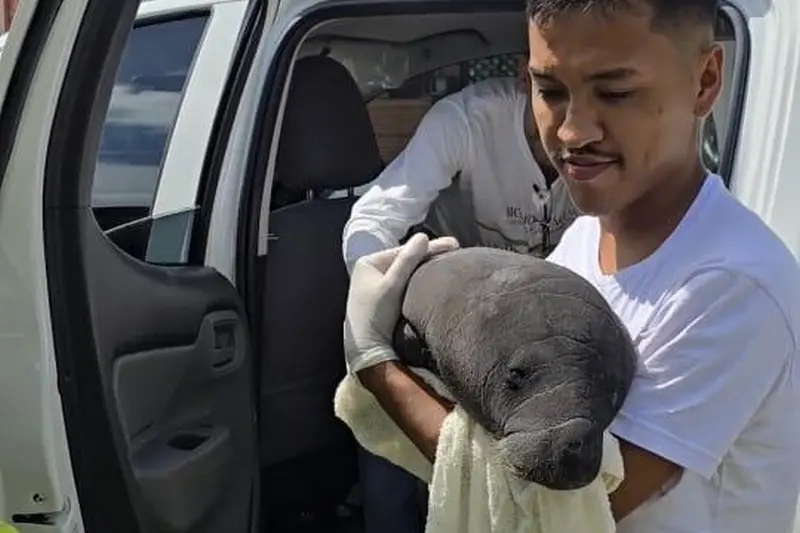 notícia: Filhote de peixe-boi é resgatado no Marajó com apoio da comunidade e instituições ambientais