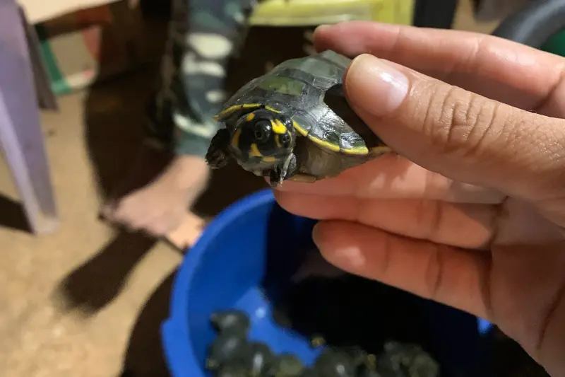 notícia: Projeto Quelônios do Sudeste do Pará solta mais de 7 mil animais na APA Lago de Tucuruí