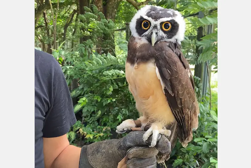 notícia: Mangal das Garças realiza intercâmbio de corujas murucututu em parceria com a UFPA