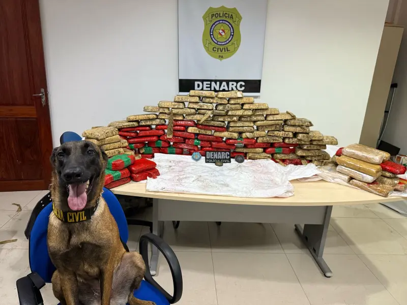 notícia: Divisão de Narcóticos da Polícia Civil apreende 180 kg de entorpecentes em Cametá