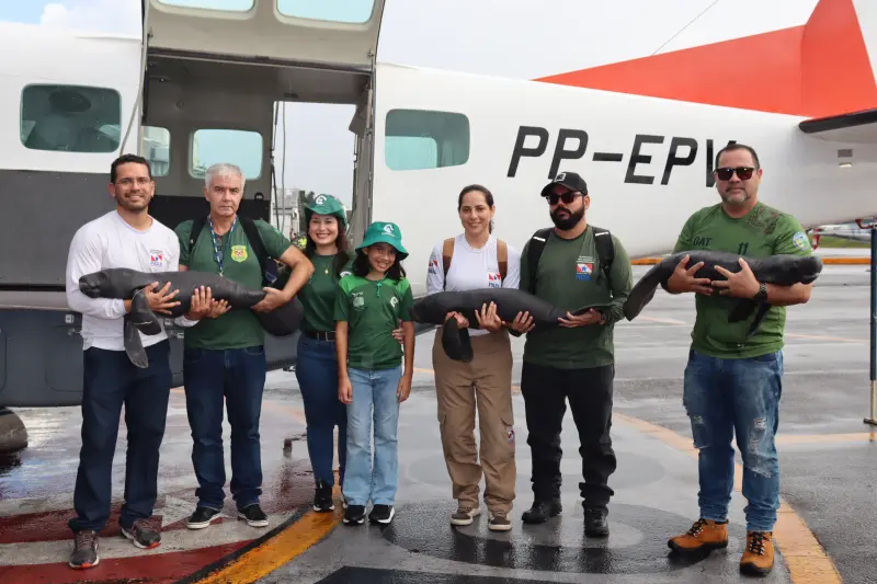 notícia: Semas resgata três filhotes de peixe-boi em Santarém