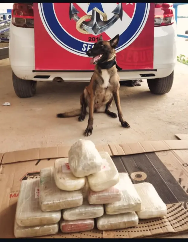 notícia: Cadela da PM do Pará ajuda na apreensão de mais de duas toneladas de drogas no oeste paraense