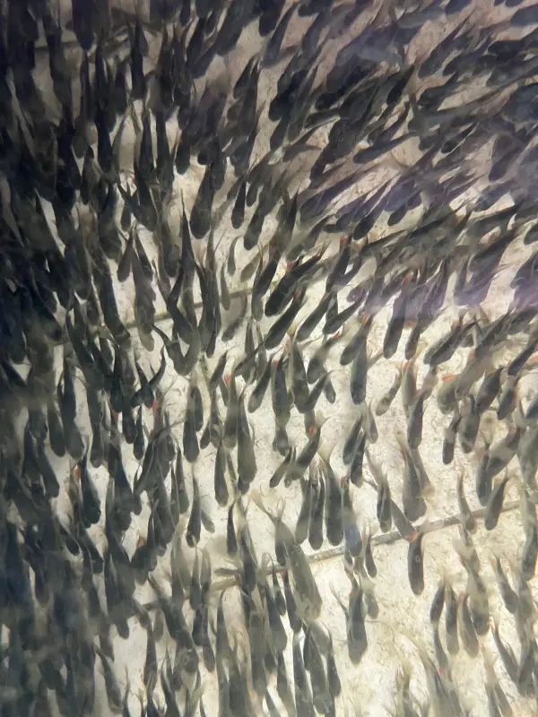 notícia:  Sedap repassa 30 mil alevinos (peixes jovens) ao município de Itupiranga no sudeste do Pará