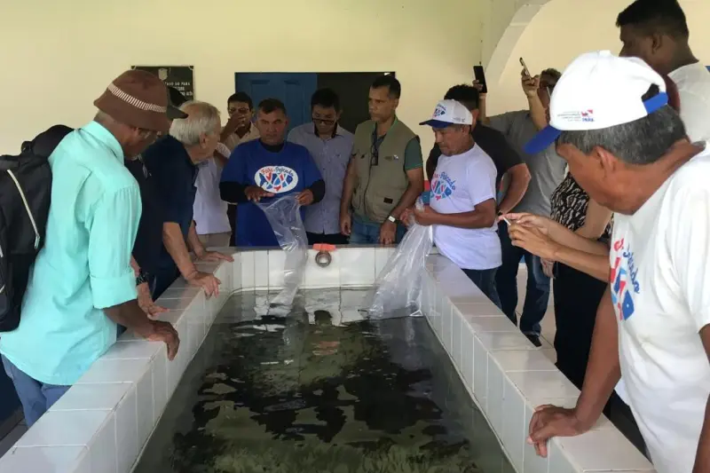 notícia: Governo do Pará fortalece piscicultura com repasse de 150 mil alevinos a produtores de cinco municípios