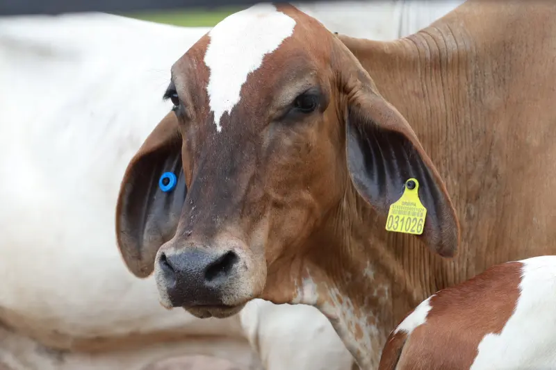 notícia: Em Rio Maria, Adepará inicia a campanha de atualização de cadastro de animais 