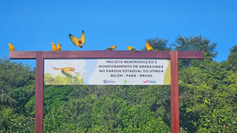 notícia: Aviário das ararajubas passa por melhorias e marca nova fase na conservação da espécie na Grande Belém