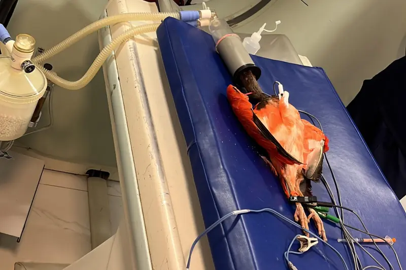 notícia: Parceria entre Mangal das Garças e UFRA promove estudo inovador sobre Guarás