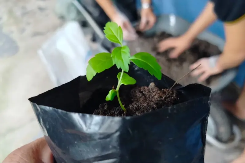 notícia: Fasepa e Senar realiza curso para socioeducandos de Produção de Mudas Florestais