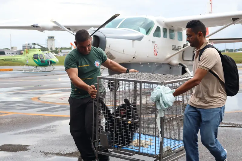 notícia: Semas atua no transporte e destinação de filhote de animais silvestres no oeste do Pará
