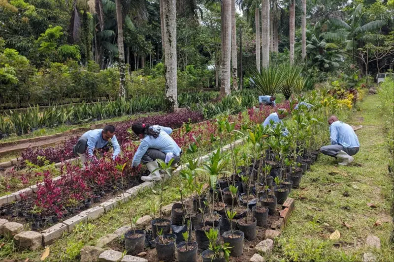 notícia: Mão de obra prisional ajuda a cuidar do verde de Belém