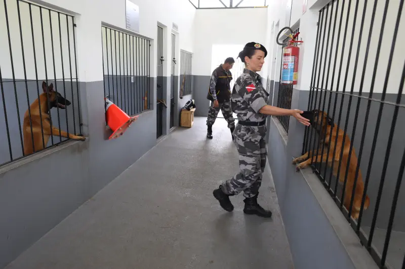 notícia: Estado investe em animais como equinos e cães para auxílio nas missões de segurança e defesa social