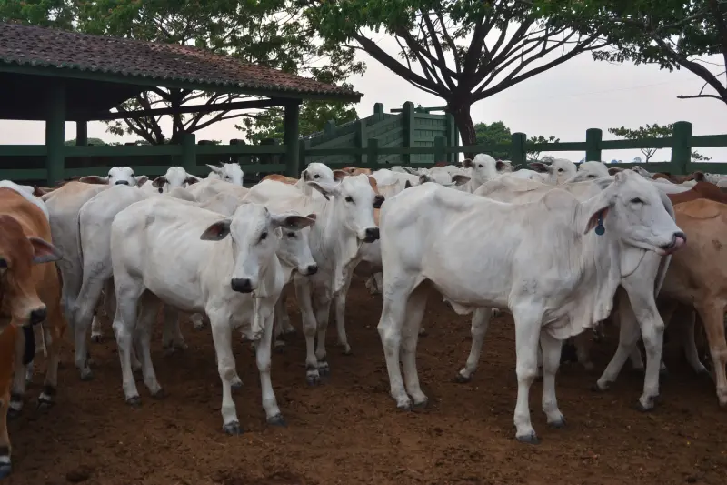 notícia: Adepará prorroga prazo para atualizar cadastro de animais de produção no Estado