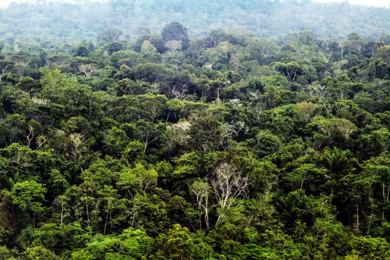 notícia: Concessão Florestal na Amazônia reforça compromisso do Pará com uso sustentável da floresta