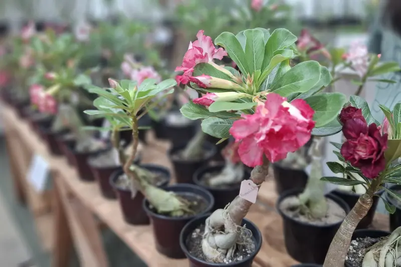 notícia: Diversidade de flores e plantas amazônicas encanta visitantes da Feira do Chocolate Amazônia e Flor Pará