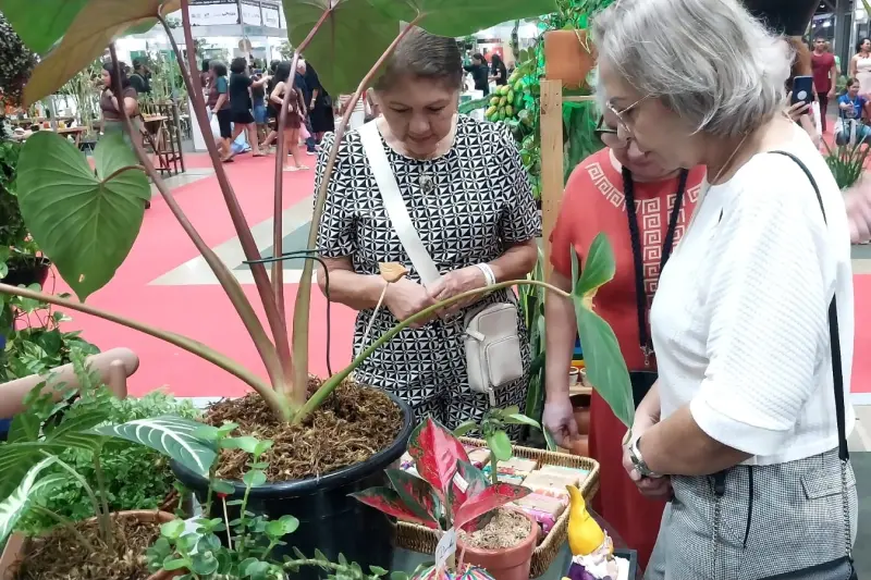 notícia: Ervas e essências nativas da Amazônia em formato de sabonetes  ou em mudas chamam atenção do público no Flor Pará