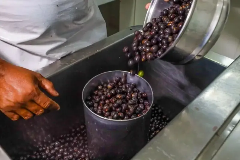 notícia: Festival vai distribuir gratuitamente 300 litros de açaí e 300 kg de peixe frito