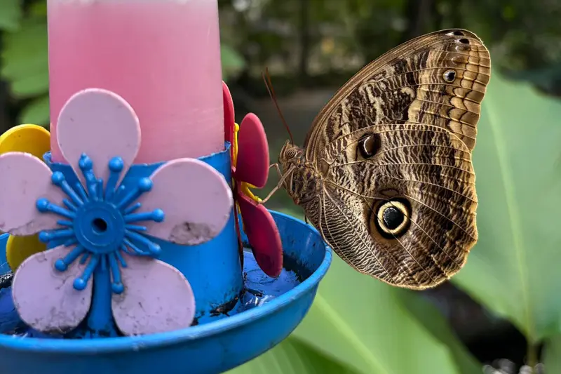 notícia: Parque Zoobotânico Mangal das Garças reintroduz borboleta Olho-de-Coruja ao borboletário José Márcio Ayres