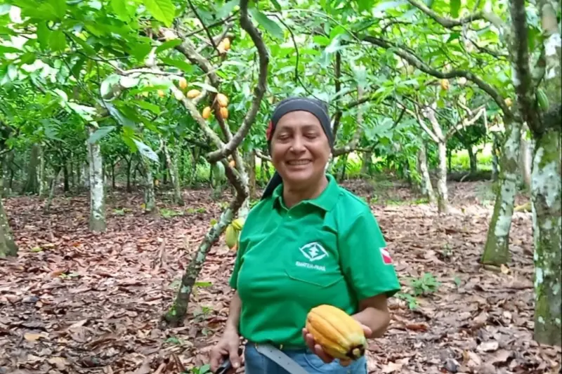 notícia: Em Vitória do Xingu, Emater capacita produtores de cacau para produção culinária