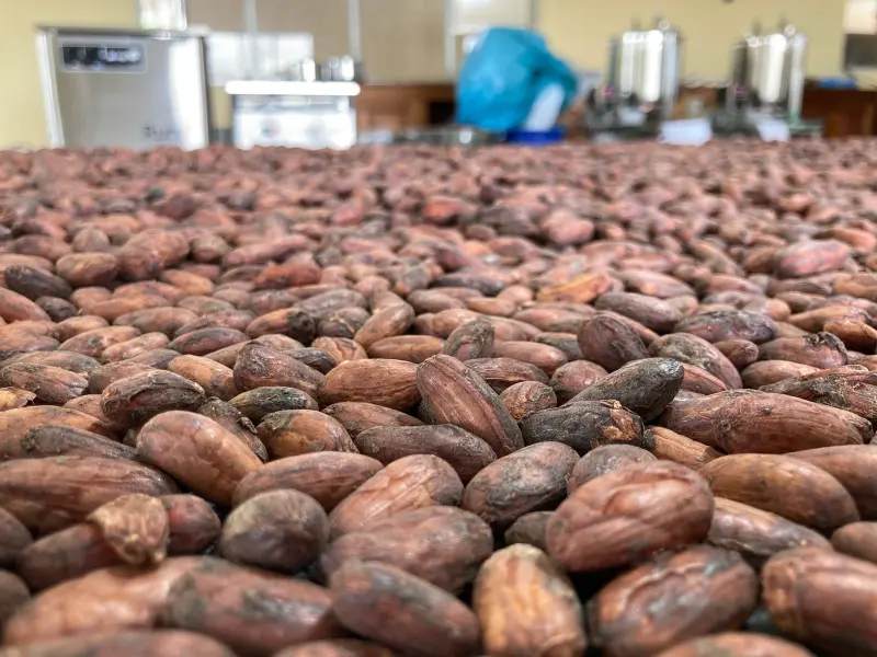 notícia: Tomé-Açu lançará no próximo semestre produtos derivados de amêndoas com Indicação Geográfica