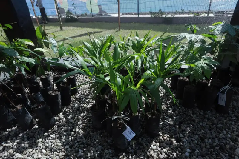 notícia: Ideflor-Bio entrega viveiro para 600 mudas na Usina da Paz de Capanema