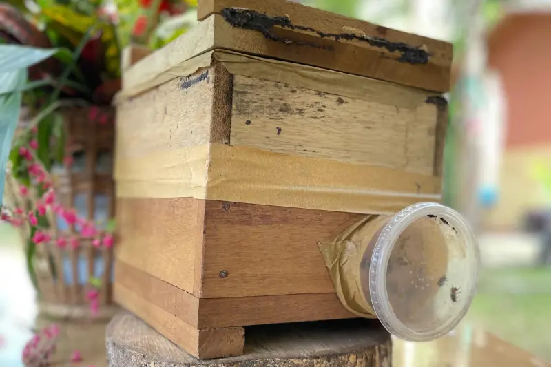 notícia: Conferência de Meliponicultura em Marituba debate produção de mel sustentável