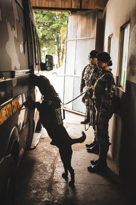 notícia: PM do Pará finaliza 1ª semana de curso especializado para condutores e cães que vão atuar na COP30