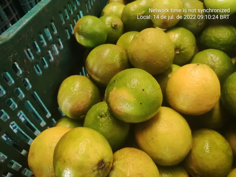 notícia: Estado investe na proteção dos principais polos de produção de limão e laranja