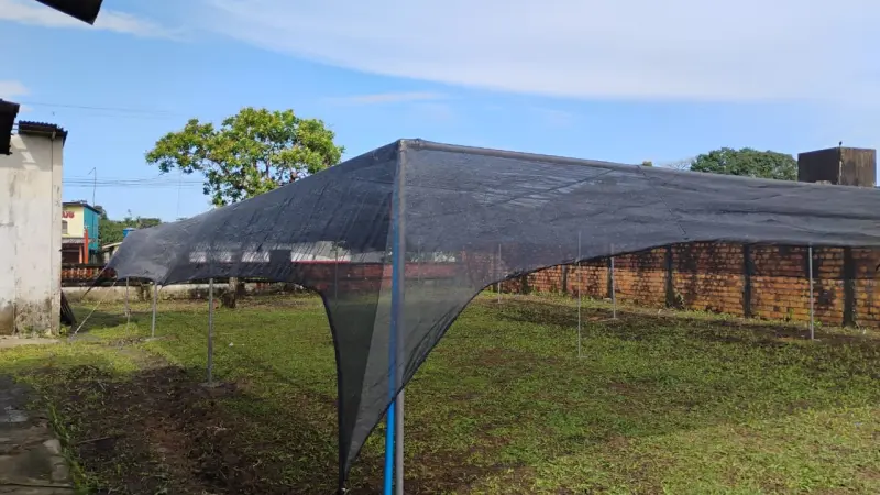 notícia: Viveiro montado pelo Ideflor-Bio em Colares fortalece produção de mudas