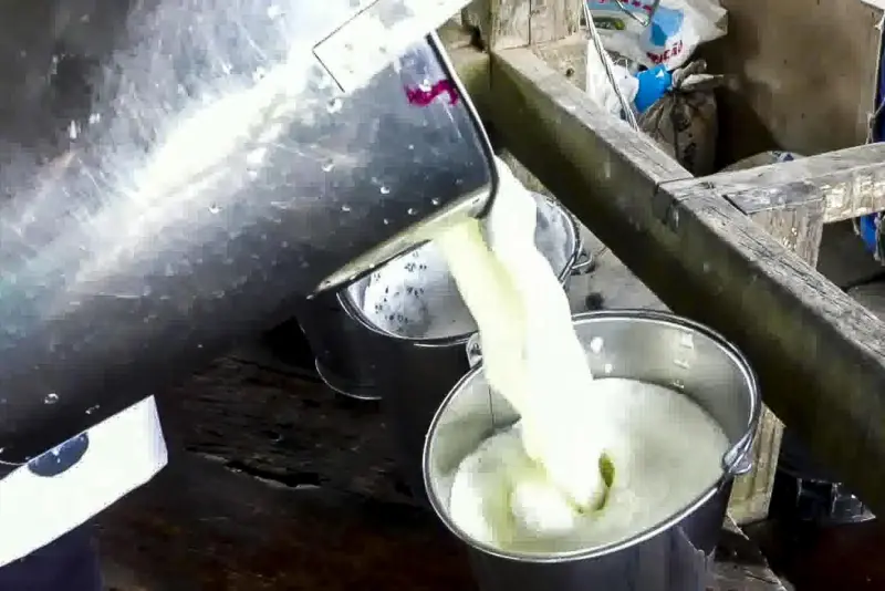 notícia: Maior produtor de búfalo do Brasil, Pará terá torneios leiteiros em julho apoiados pela Sedap