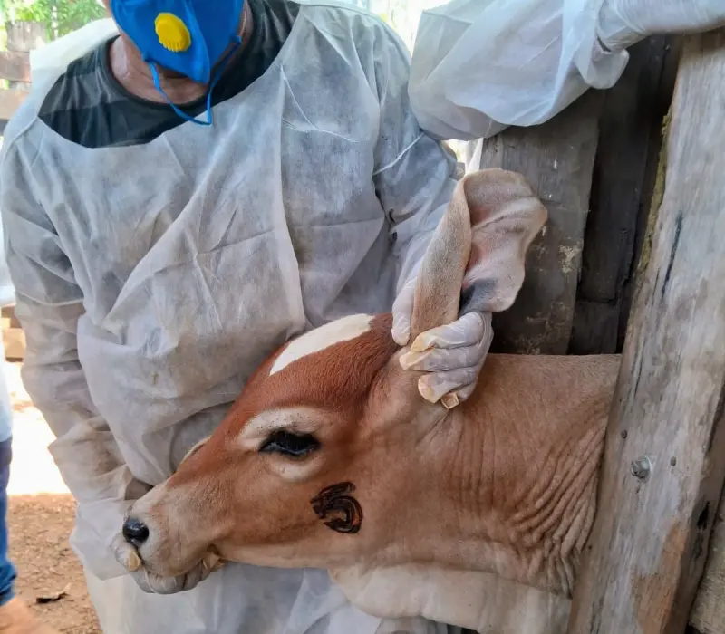notícia: Adepará destaca final do prazo da 1ª etapa da vacinação contra brucelose no Pará