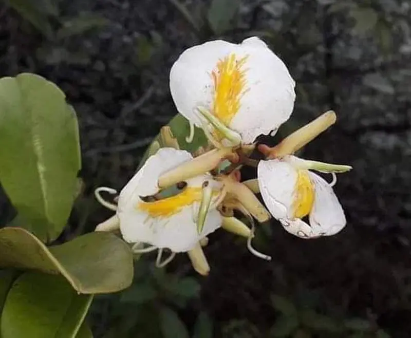 notícia: Espécie de flor rara é encontrada por pesquisador no Parque Estadual do Utinga