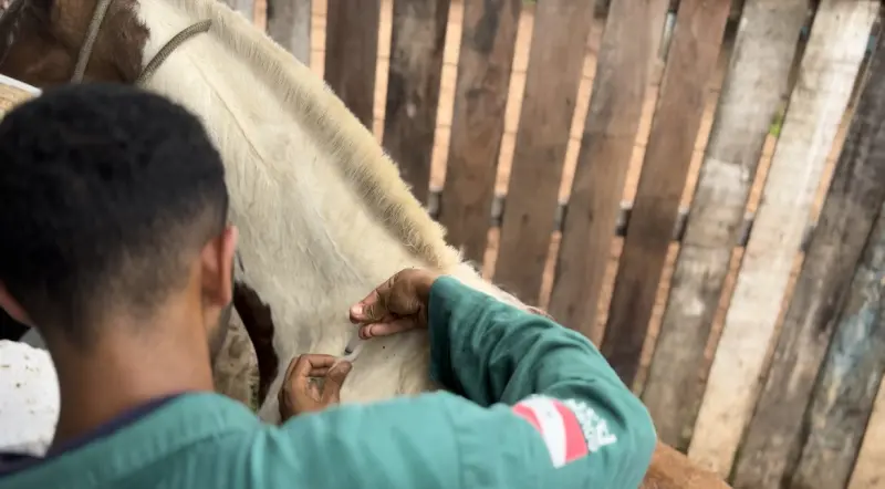 notícia: Pará prorroga vacinação contra a raiva dos herbívoros até 31 de julho