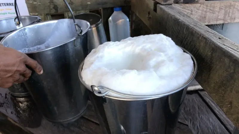 notícia: Com apoio Sedap, torneio leiteiro mostra potencial do rebanho de búfalos do Pará