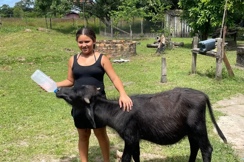 notícia: Estado estimula o desenvolvimento da cadeia produtiva do búfalo com respeito às tradições marajoaras