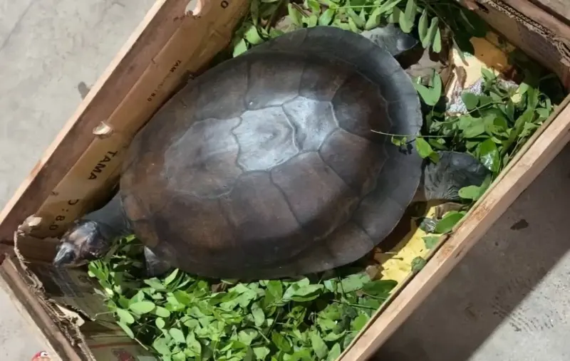 notícia: Tartarugas do Mangal das Garças ganham novo lar em São Paulo