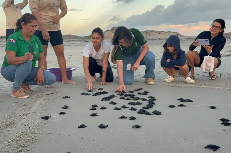 notícia: Soltura de filhotes de tartaruga-oliva reforça preservação na Praia do Atalaia